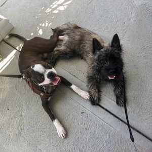 Meet your Posher, Adam